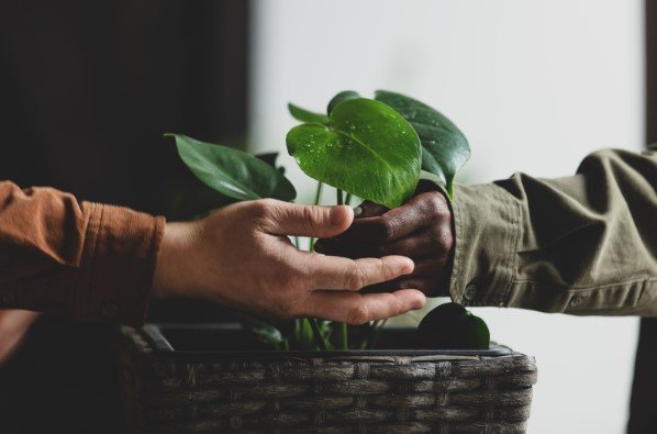 Revitalizing Mature Brands: Strategic Approaches for Sustained Growth in the Pharmaceutical Industry